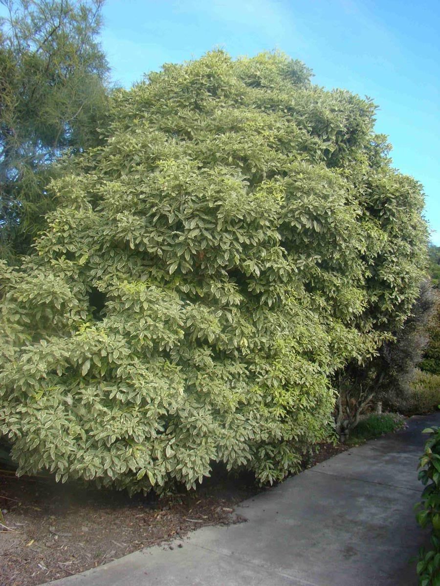 Mature Pittosporum eugenioides 'Variegatum' (tarata), a dense rounded tree with cream-edged pale green foliage, beside a concrete path under blue sky.