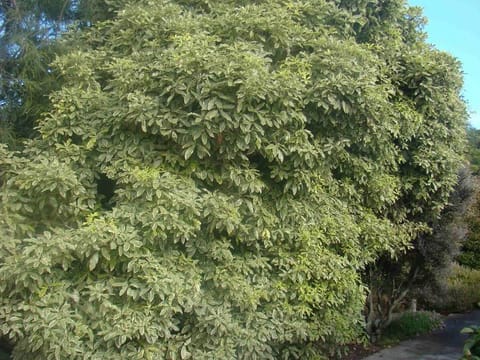 Pittosporum eugenioides 'Variegatum'