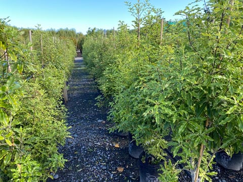 Pittosporum eugenioides