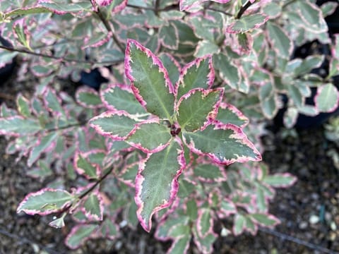 Pittosporum tenuifolium 'Elizabeth'