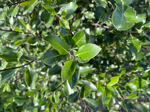 Pittosporum tenuifolium 'Emerald Green'