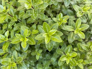 Close-up of Pittosporum tenuifolium 'Golf Ball Green' (kōhūhū), showing dense lime-green oval leaves in whorls with pale speckling and new growth tips.