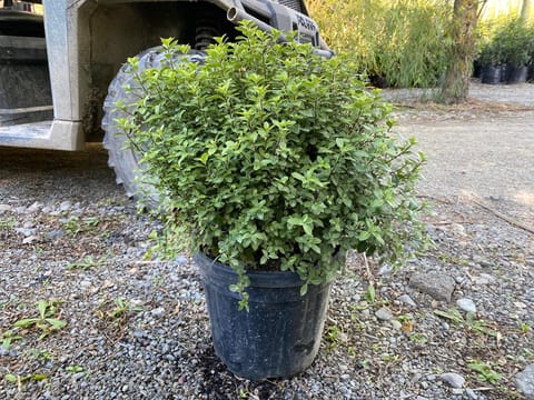 Pittosporum tenuifolium 'Golf Ball Green'