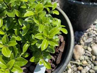 Pittosporum tenuifolium 'Hedgehog' (kōhūhū) in a black nursery pot, with dense, glossy, bright green oval leaves, bark mulch and gravel beside it.