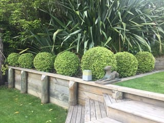 Row of clipped, rounded Pittosporum tenuifolium 'Hedgehog' (kōhūhū) shrubs in lime-green foliage along a timber retaining wall, with flax behind and a dog statue.