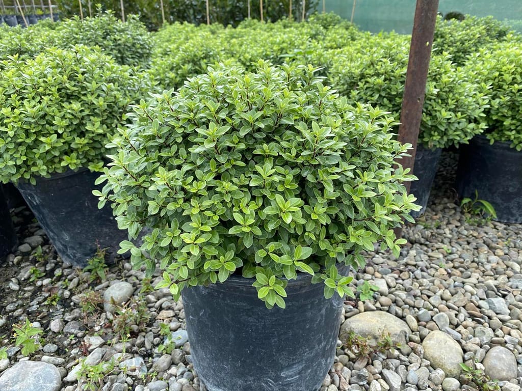 Pittosporum tenuifolium 'Hedgehog' (kōhūhū), a dense, rounded shrub with small light green leaves, growing in a black nursery pot on gravel.