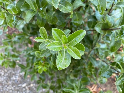 Pittosporum tenuifolium 'Irish Luck'