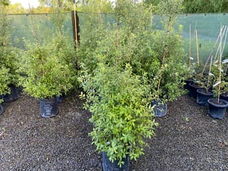 Pittosporum tenuifolium 'Limelight' (kōhūhū) shrubs with bright green foliage growing in black planter bags and pots on gravel at a nursery.