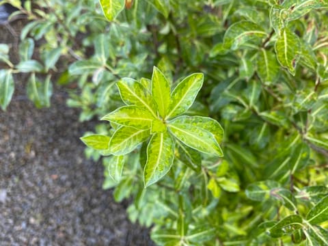 Pittosporum tenuifolium 'Limelight'