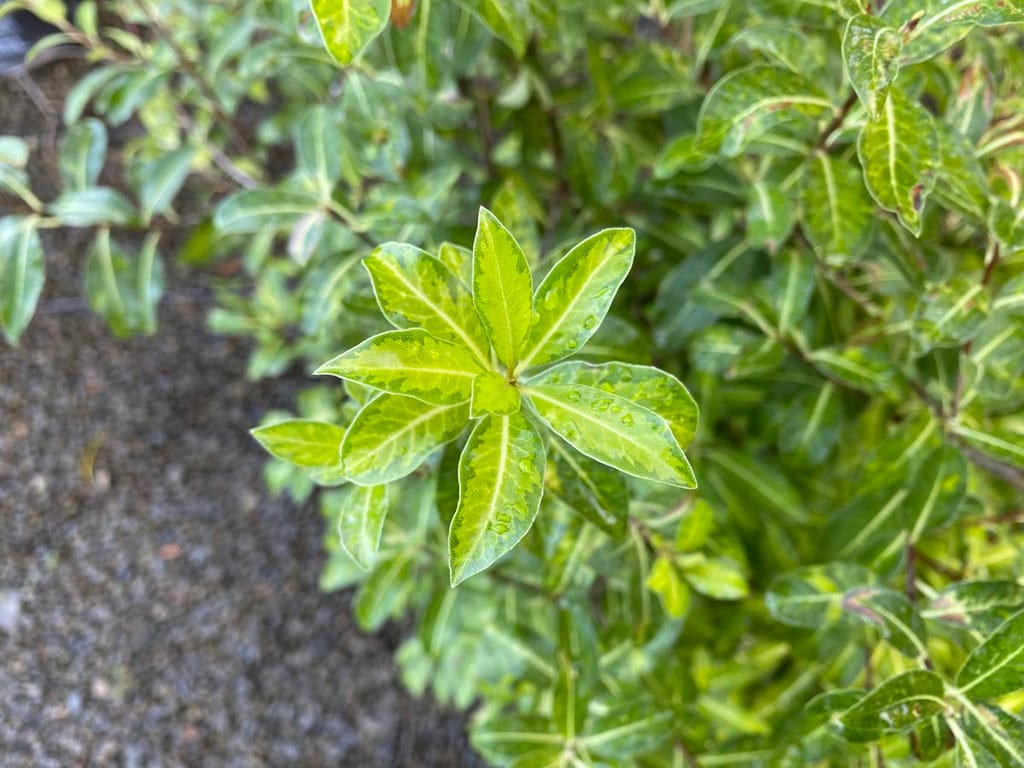 Pittosporum tenuifolium 'Limelight' (kōhūhū) foliage, with a rosette of glossy green leaves with lime-yellow centres and water droplets, growing beside dark soil.