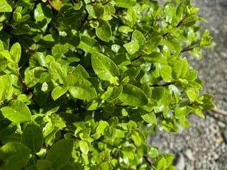 Pittosporum tenuifolium 'Little Anita' (kōhūhū) foliage, dense bright green oval leaves dotted with water droplets on dark stems, beside a gravel path.