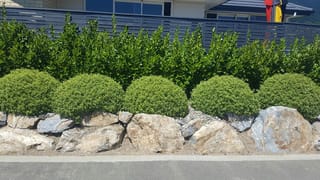 Pittosporum tenuifolium 'Little Anita' (kōhūhū) as rounded, dense green mounds along a boulder retaining wall, in front of a taller green hedge and dark fence.