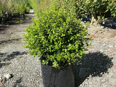 Pittosporum tenuifolium 'Little Anita'
