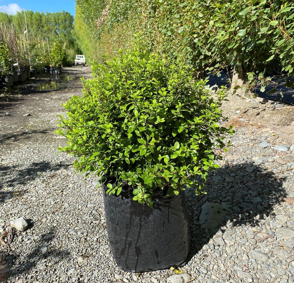 Pittosporum tenuifolium 'Little Anita' (kōhūhū), a dense rounded shrub with small bright green leaves in a black planter bag on gravel at a nursery.