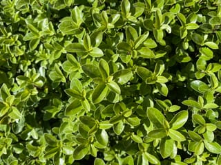 Pittosporum tenuifolium 'Little Gem' (kōhūhū), close-up of dense foliage with small, glossy, light green oval leaves in tight whorls on branches in sunlight.