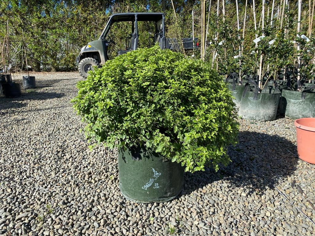 Pittosporum tenuifolium 'Little Gem' (kōhūhū), a dense, rounded shrub with small green leaves in a 25 litre planter bag on gravel at a nursery.