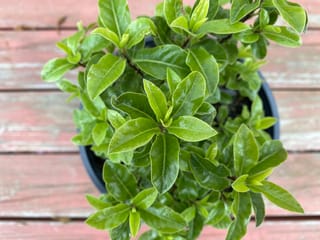 Pittosporum tenuifolium 'Little Kiwi' (kōhūhū) seen from above, a dense potted plant with glossy green oval leaves on a weathered wooden deck.