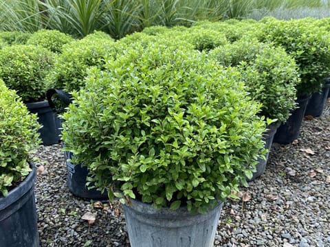 Pittosporum tenuifolium 'Little Kiwi'