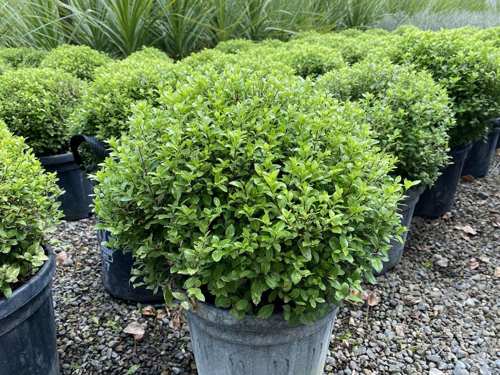 Pittosporum tenuifolium 'Little Kiwi' (kōhūhū), rounded, dense light green shrubs in black nursery pots standing on a gravel bed.