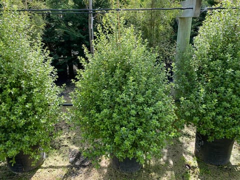 Pittosporum tenuifolium 'Millfield Mint'