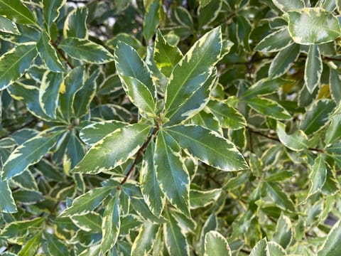 Pittosporum tenuifolium 'Miracle'