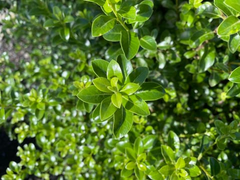 Pittosporum tenuifolium 'Mountain Green'