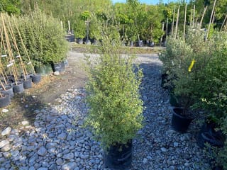 Pittosporum tenuifolium 'Mountain Jade' (kōhūhū), an upright shrub with light green foliage in a black planter bag on a stony nursery path.