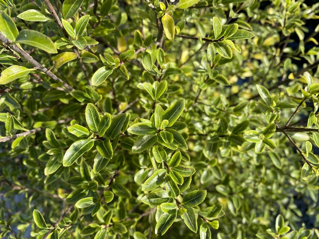 Pittosporum tenuifolium 'Mountain Jade' (kōhūhū) foliage up close, with dense glossy green leaves with paler lime edges on thin dark stems in sunlight.
