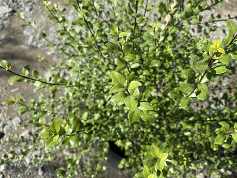 Pittosporum tenuifolium 'Oliver Twist'