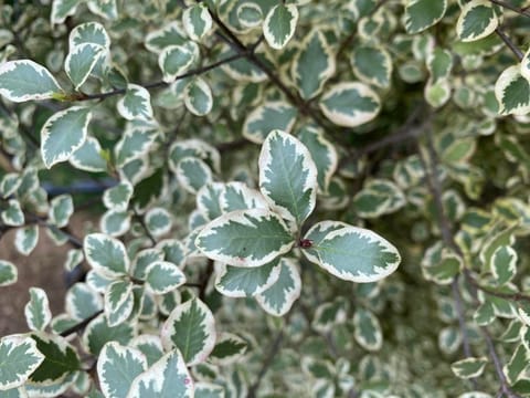Pittosporum tenuifolium 'Silver Pillar'