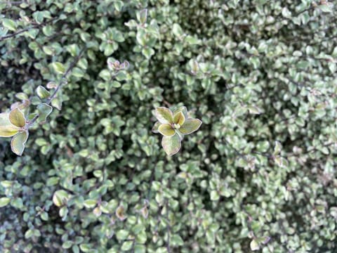 Pittosporum tenuifolium 'Small Ball'