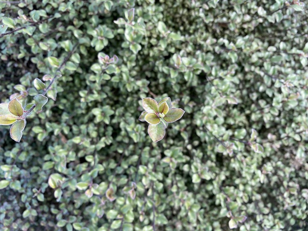 Pittosporum tenuifolium 'Small Ball' (kōhūhū) foliage from above, showing dense small silver-green leaves with pale edges and a few new growth tips.