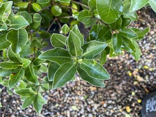 Pittosporum tenuifolium 'Stephens Island' (kōhūhū) foliage from above, with glossy, wavy-edged green leaves and small buds, over a gravel nursery floor.