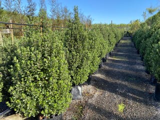 Pittosporum tenuifolium 'Stephens Island' (kōhūhū), dense upright green shrubs in black planter bags lining a gravel nursery row under blue sky.