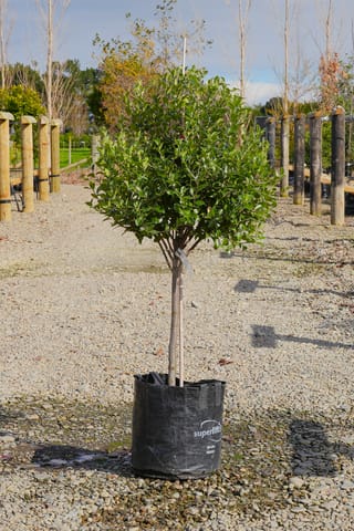 Pittosporum tenuifolium 'Stephens Island' (kōhūhū) as a standard tree, with a rounded head of glossy green leaves on a single staked trunk in a black planter bag on gravel.