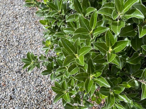 Pittosporum tenuifolium 'Stephens Island'