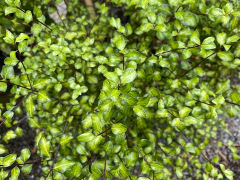 Pittosporum tenuifolium 'Tandara Gold'