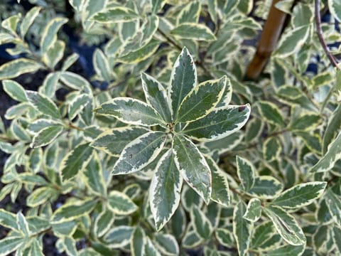 Pittosporum tenuifolium 'Variegatum'