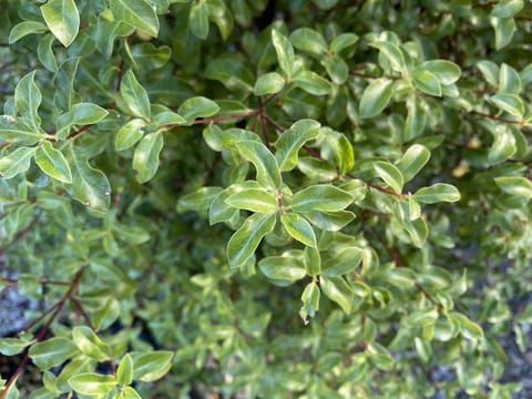 Pittosporum tenuifolium 'Wai-iti'