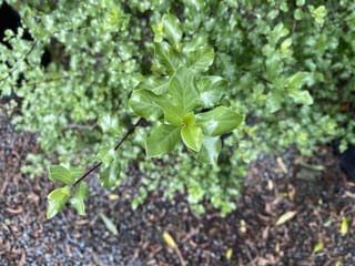 Pittosporum tenuifolium 'Wrinkle Blue' (kōhūhū) seen from above, with glossy, slightly rippled green leaves on a dark stem over gravel.