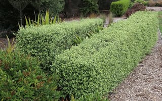 Pittosporum tenuifolium 'Wrinkle Blue' (kōhūhū) as two neatly clipped hedges of small green leaves, beside a bark-chip path in a garden.