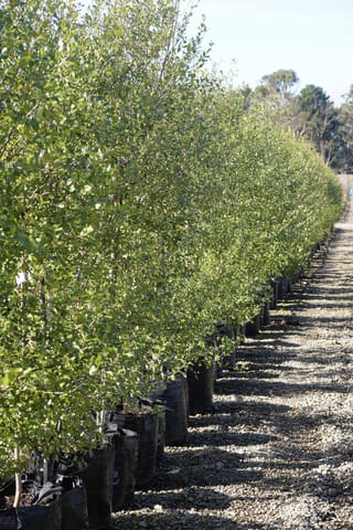 Pittosporum tenuifolium 'Wrinkle Blue' (kōhūhū) trees in black planter bags, lined up in a row on a gravel nursery path.