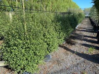 Pittosporum tenuifolium 'Wrinkle Blue' (kōhūhū) in a row of potted shrubs with dense green foliage, staked, along a gravel nursery path.