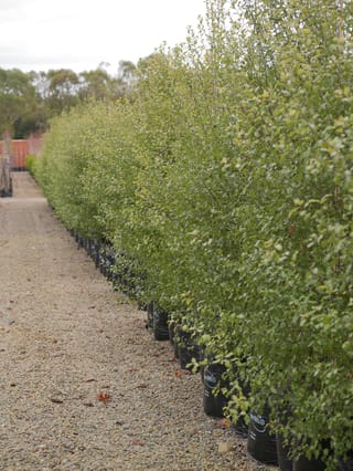 Pittosporum tenuifolium 'Wrinkle Blue' (kōhūhū) in a long row of tall, slender plants in black planter bags along a gravel nursery path.