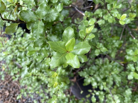 Pittosporum tenuifolium 'Wrinkle Blue'