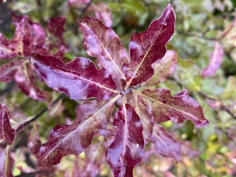 Pittosporum tenuifolium 'Zen'