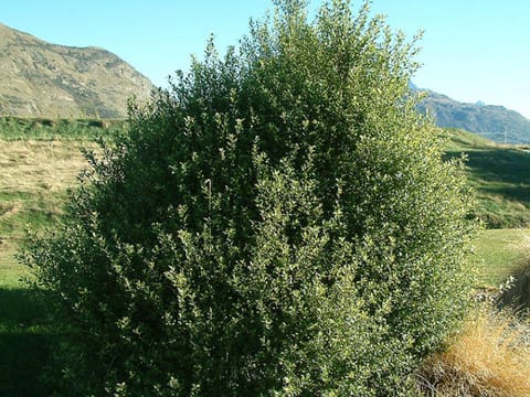Pittosporum tenuifolium