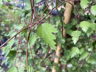 Plagianthus regius (mānatu) foliage, with toothed, lobed green leaves on thin reddish-brown branching stems and a bamboo stake behind.