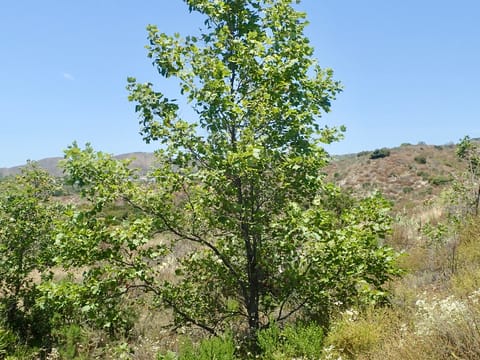 Platanus x acerifolia 'Pyramidalis'