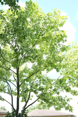 Platanus x acerifolia 'Suttneri' (London Plane), a young tree with a slender trunk and spreading branches of lobed, ma